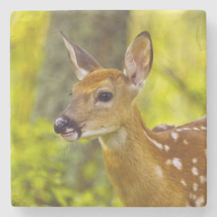 Whitetail deer fawn in Whitefish, Montana, USA Stone Coaster