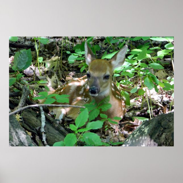 Whitetail Deer Fawn in Woods Poster (Front)