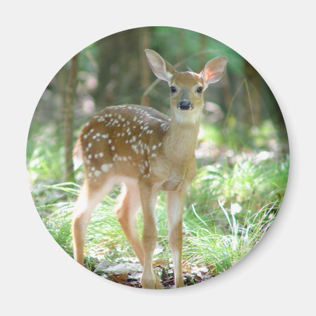 Whitetail Deer Fawn Magnet (Front)