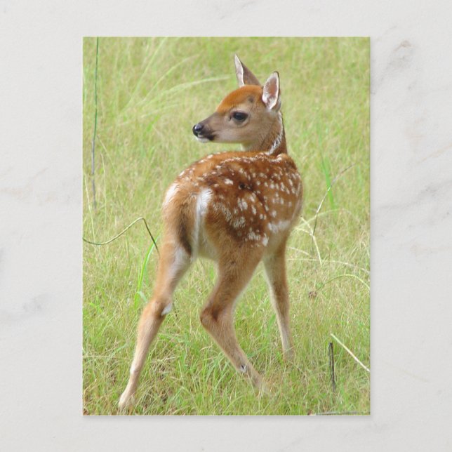 Whitetail Deer Fawn Postcard 6 (Front)