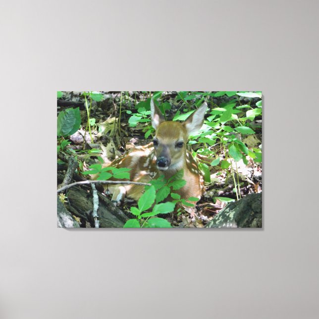 Whitetail Deer Fawn Wrapped Canvas Print (Front)