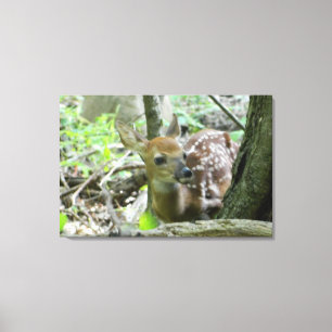 Whitetail Deer Fawn (Wrapped Canvas Print) Print