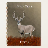 Whitetail Deer in Grasslands
