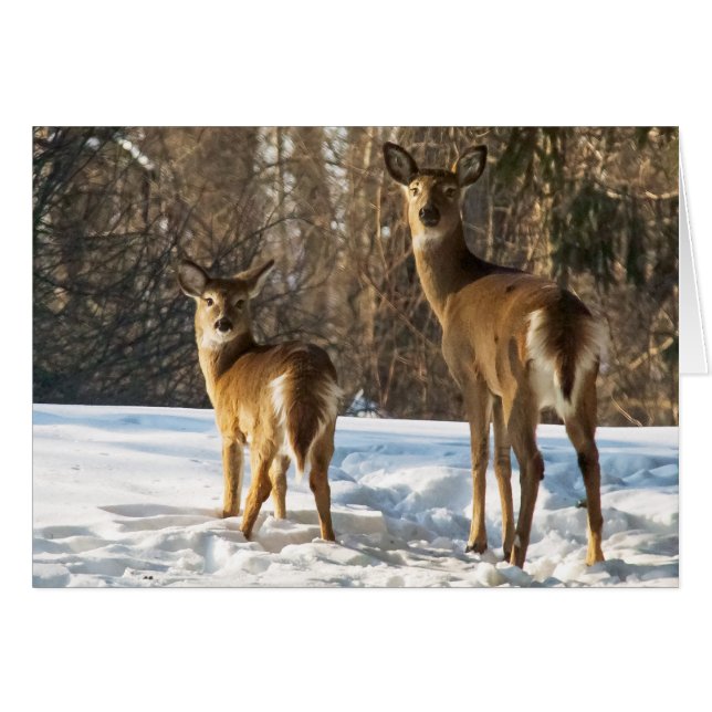 Whitetail Deer in Snow (Front Horizontal)