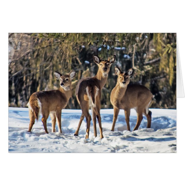 Whitetail Deer in Snow (Front Horizontal)