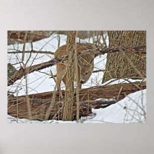 Whitetail Deer In Snow Poster