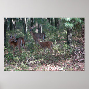 Whitetail Deer in the Poconos. print 0200