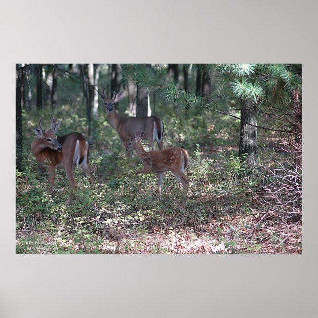 Whitetail Deer in the Poconos. print 0200 (Front)