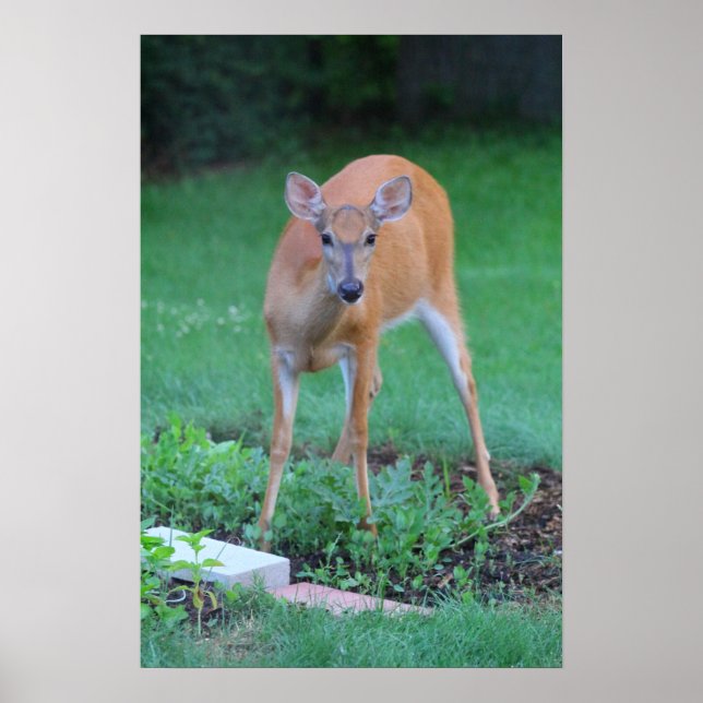 Whitetail deer, Ohio Poster (Front)