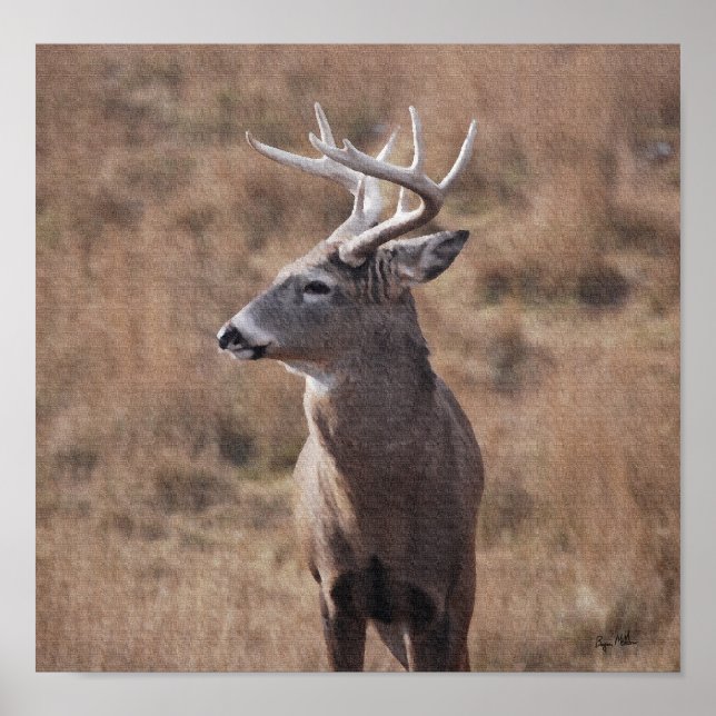 Whitetail Deer Poster (Front)