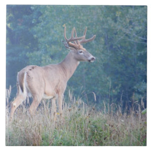 Whitetail Deer (Profile) Decorative Tile