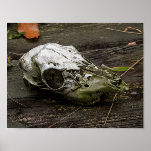 Whitetail Deer Skull Poster