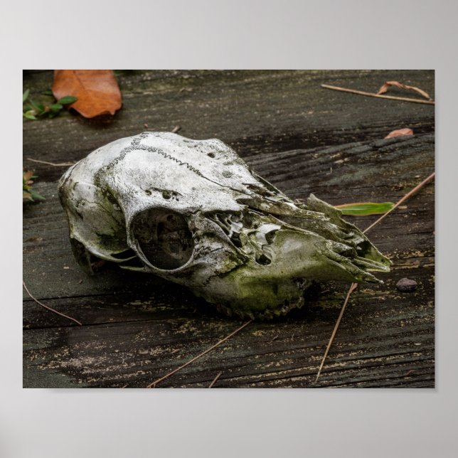 Whitetail Deer Skull Poster (Front)