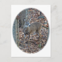 Whitetail Deer Spike Buck Series