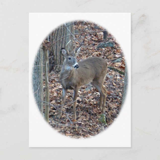 Whitetail Deer Spike Buck Series Postcard (Front)