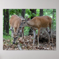 Whitetail Deer Young Bucks In Velvet