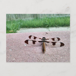 Whitetail Dragonfly Postcard