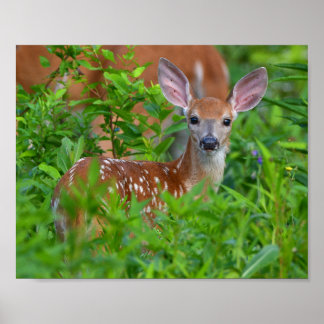Whitetail Fawn Photo Poster