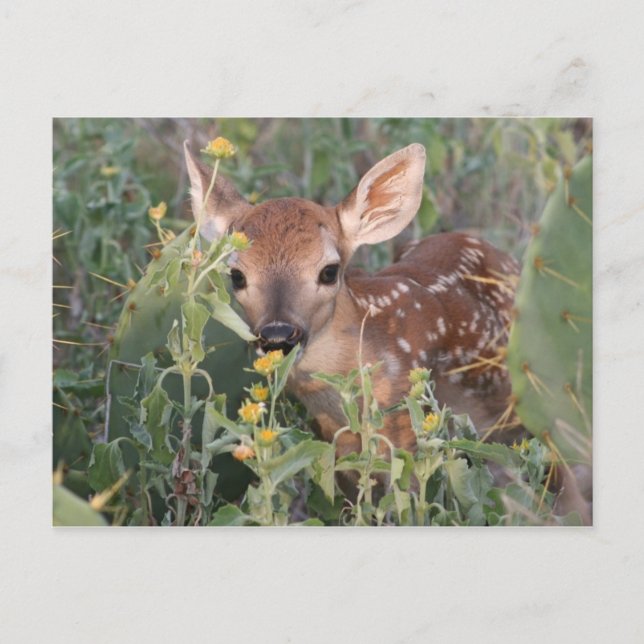 Whitetail Fawn Postcard (Front)