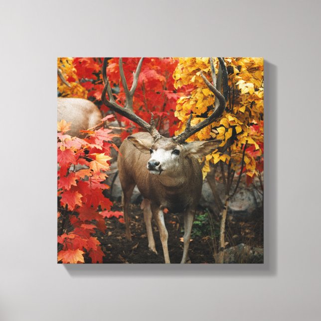Whitetail In Autumn Canvas Print (Front)