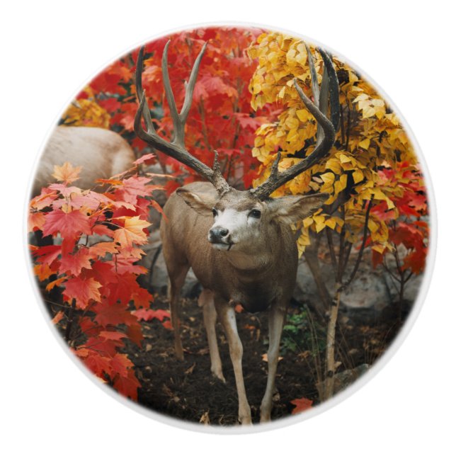 Whitetail In Autumn Ceramic Knob (Front)