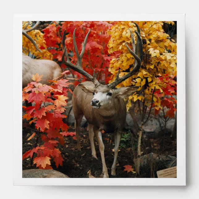 Whitetail In Autumn Envelopes (Front)