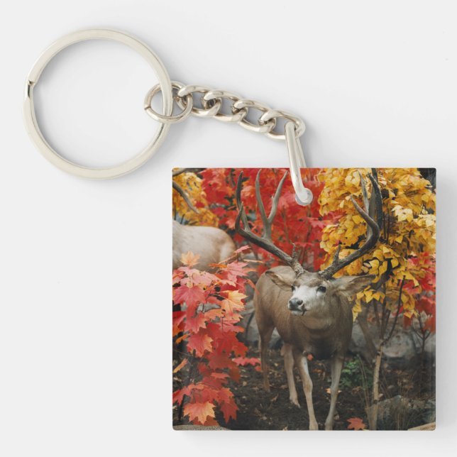Whitetail In Autumn Key Ring (Front)