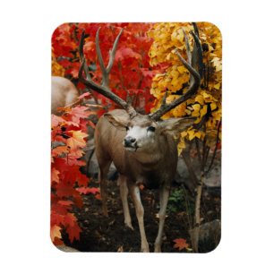 Whitetail In Autumn Magnet