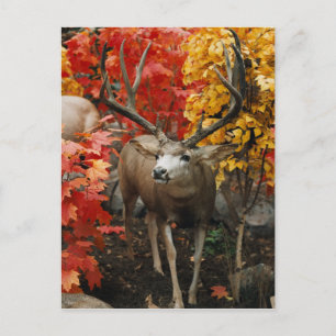 Whitetail In Autumn Postcard