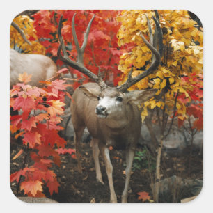 Whitetail In Autumn Square Sticker