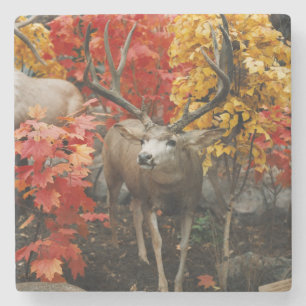 Whitetail In Autumn Stone Coaster