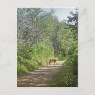 Whitetails Postcard