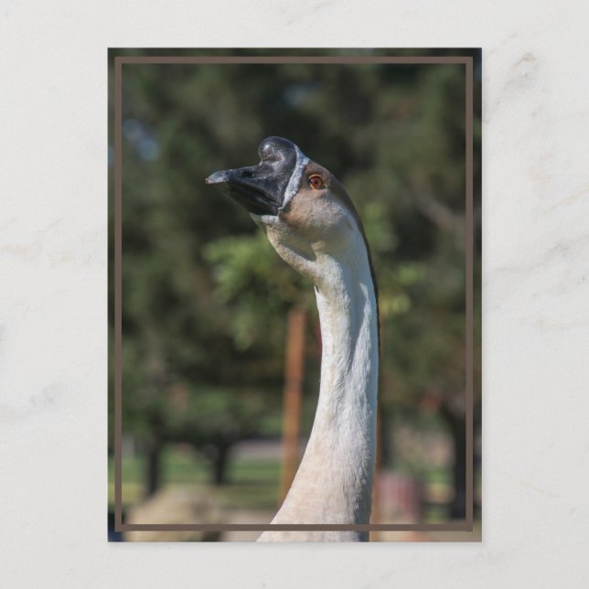 Who is Goosing Who! Postcard (Front)