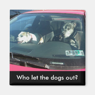 Who let the dogs out? Magnet