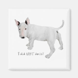 Who, me? Bull Terrier Puppy Magnet