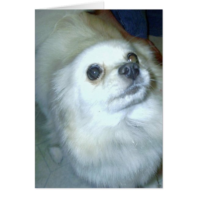 Who Me? Pomeranian Puppy (Front)