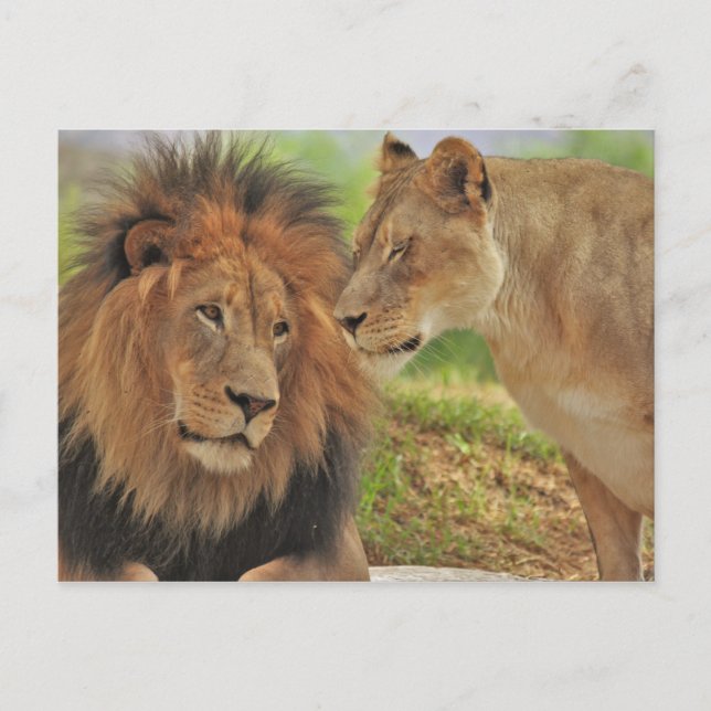 who right  postcard (Front)