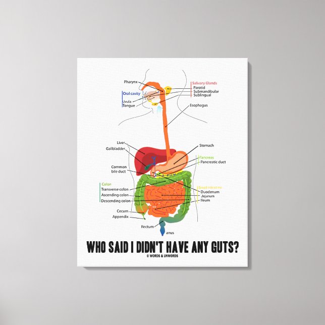Who Said I Didn't Have Any Guts? Digestive System Canvas Print (Front)
