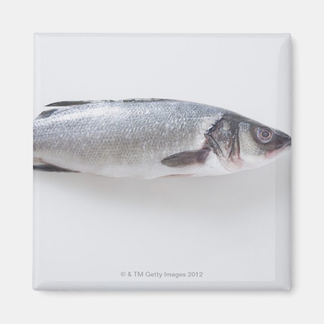 Whole branzini fish magnet (Front)