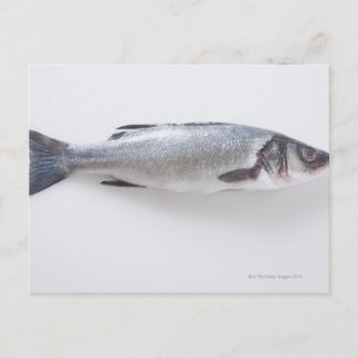 Whole branzini fish postcard