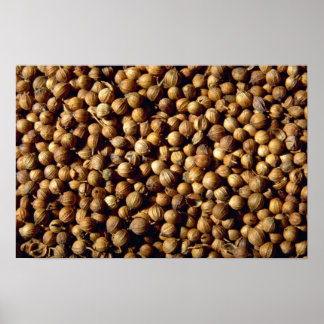 Whole coriander seeds poster