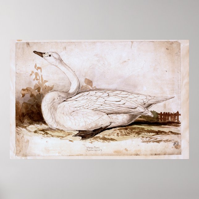 Whooper swan (cygnus cygnus)  1835 , Lear, Edward Poster (Front)