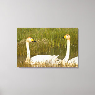 Whooper swan pair with cygnets in Iceland. Canvas Print
