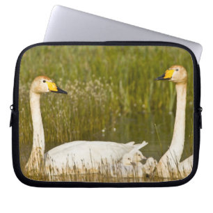 Whooper swan pair with cygnets in Iceland. Laptop Sleeve