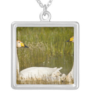 Whooper swan pair with cygnets in Iceland. Silver Plated Necklace