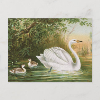 "Whooper Swan" Vintage Bird Illustration Postcard