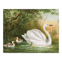 "Whooper Swan" Vintage Bird Illustration