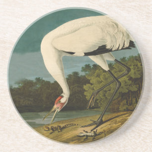 Whooping Crane Audubon Bird Painting Coaster