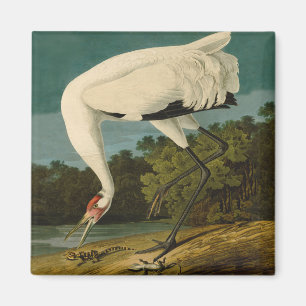 Whooping Crane Audubon Bird Painting Magnet