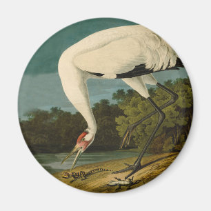 Whooping Crane Audubon Bird Painting Magnet